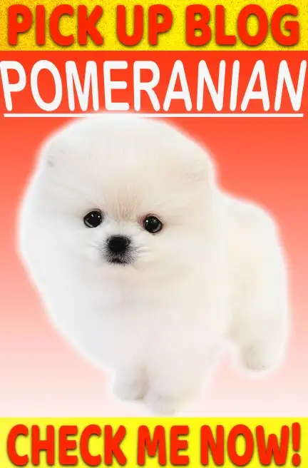 ポメ