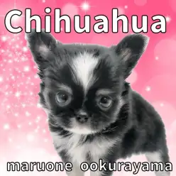 【 チワワ 】コンパクトサイズに成長中!極短マズルのプレミアムチワワ!