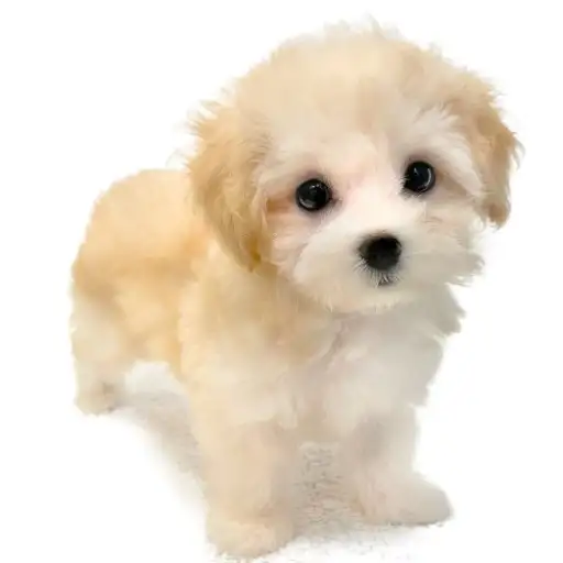 MIX(マルチーズ×トイプードル)