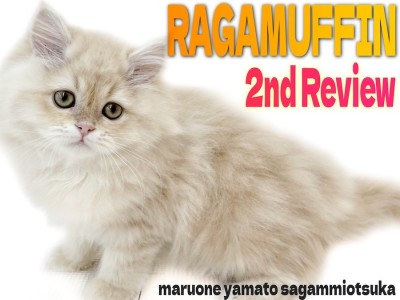 【 ラガマフィン 】淡い毛色のぬいぐるみ猫！進化が止まらない可愛さに大注目！