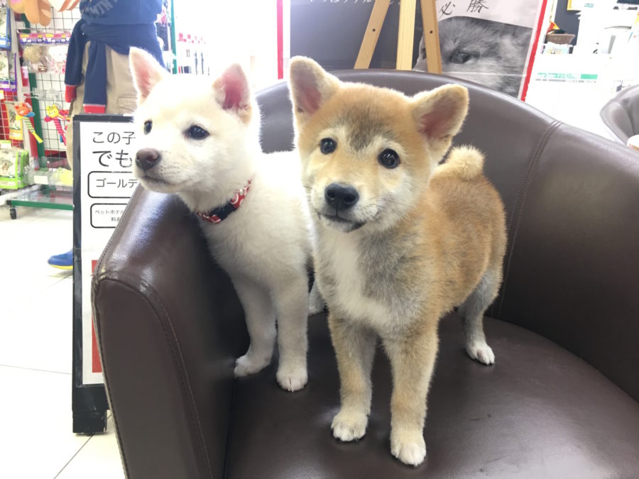 柴犬コレクション◇ちょっとおすまし◇ | ペットショップスタッフがレビュー！：大倉山店の柴犬マニアが柴犬の魅力を紹介！