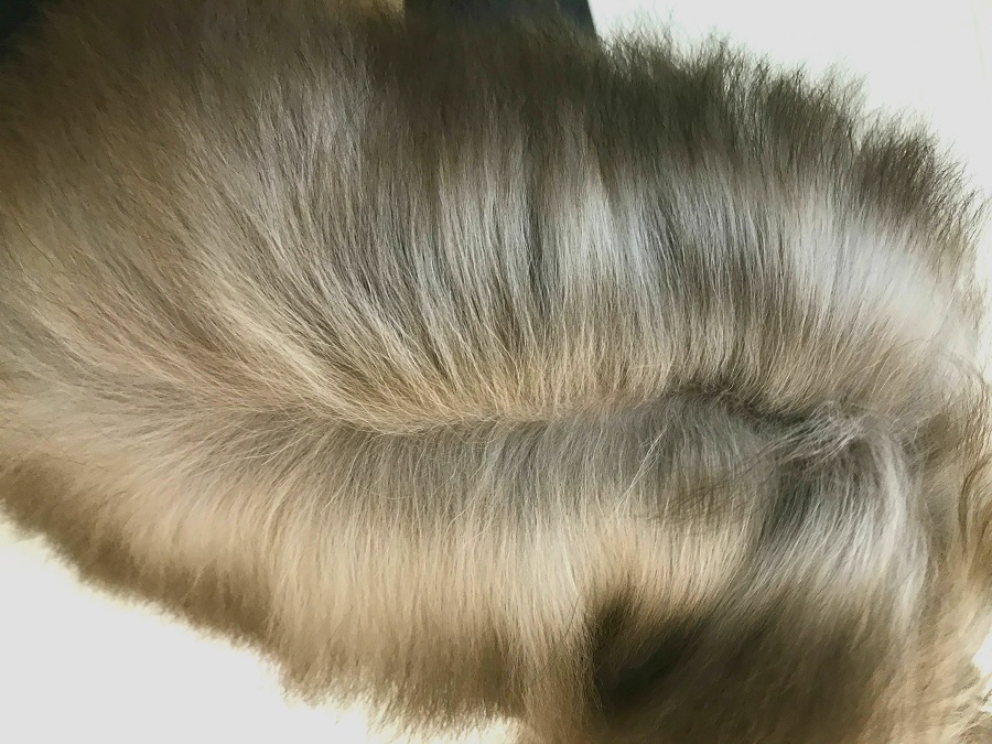 チョコとホワイトのツートンの被毛 | チワプー（チワワ×トイ・プードル） MIX犬 - マルワン志村坂下