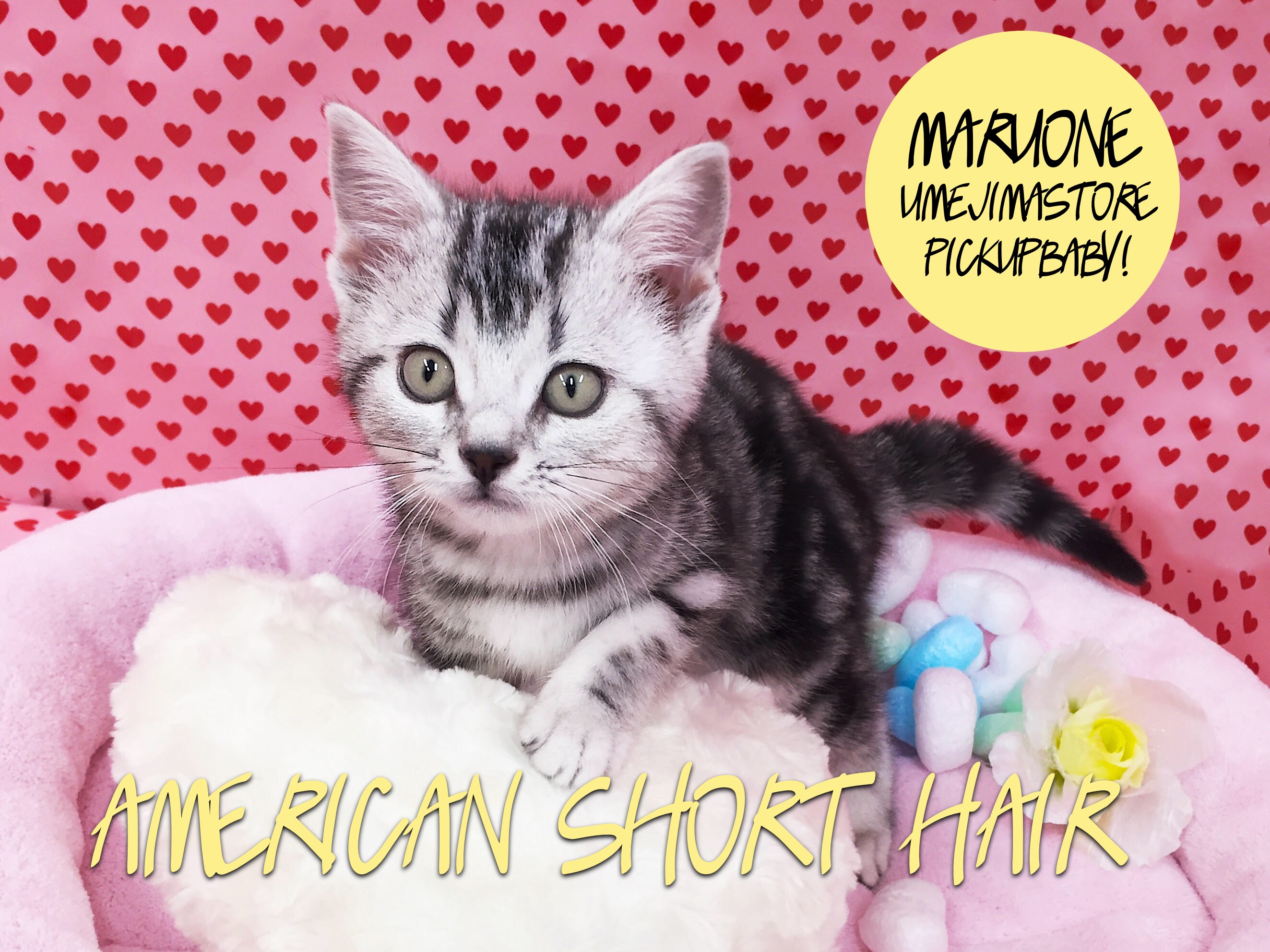 【アメリカンショートヘア】猫界の王様！タビーが麗しい美人猫！：梅島店pickupベイビーNo．119055