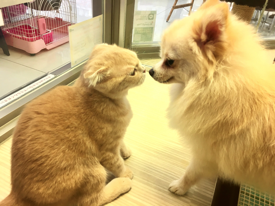 猫ちゃんとも仲良くできちゃう!! | ポメラニアン - マルワン大倉山店