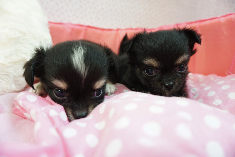 世界最小犬種のチワワちゃんですが、与えてくれる「幸せ」はとても大きい | チワワ ツインズ - マルワン大倉山店