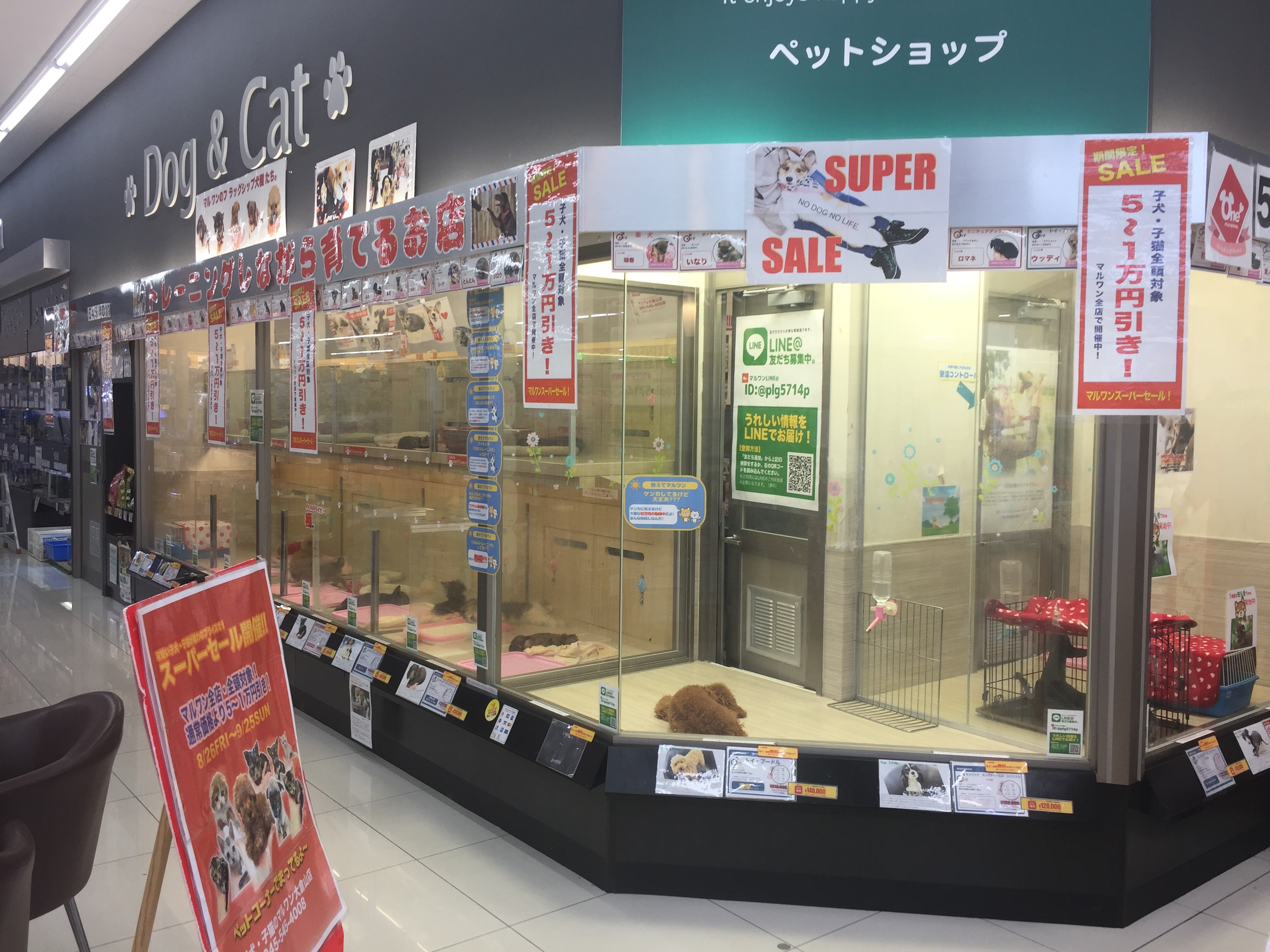 大倉山店 SALE INFORMATION