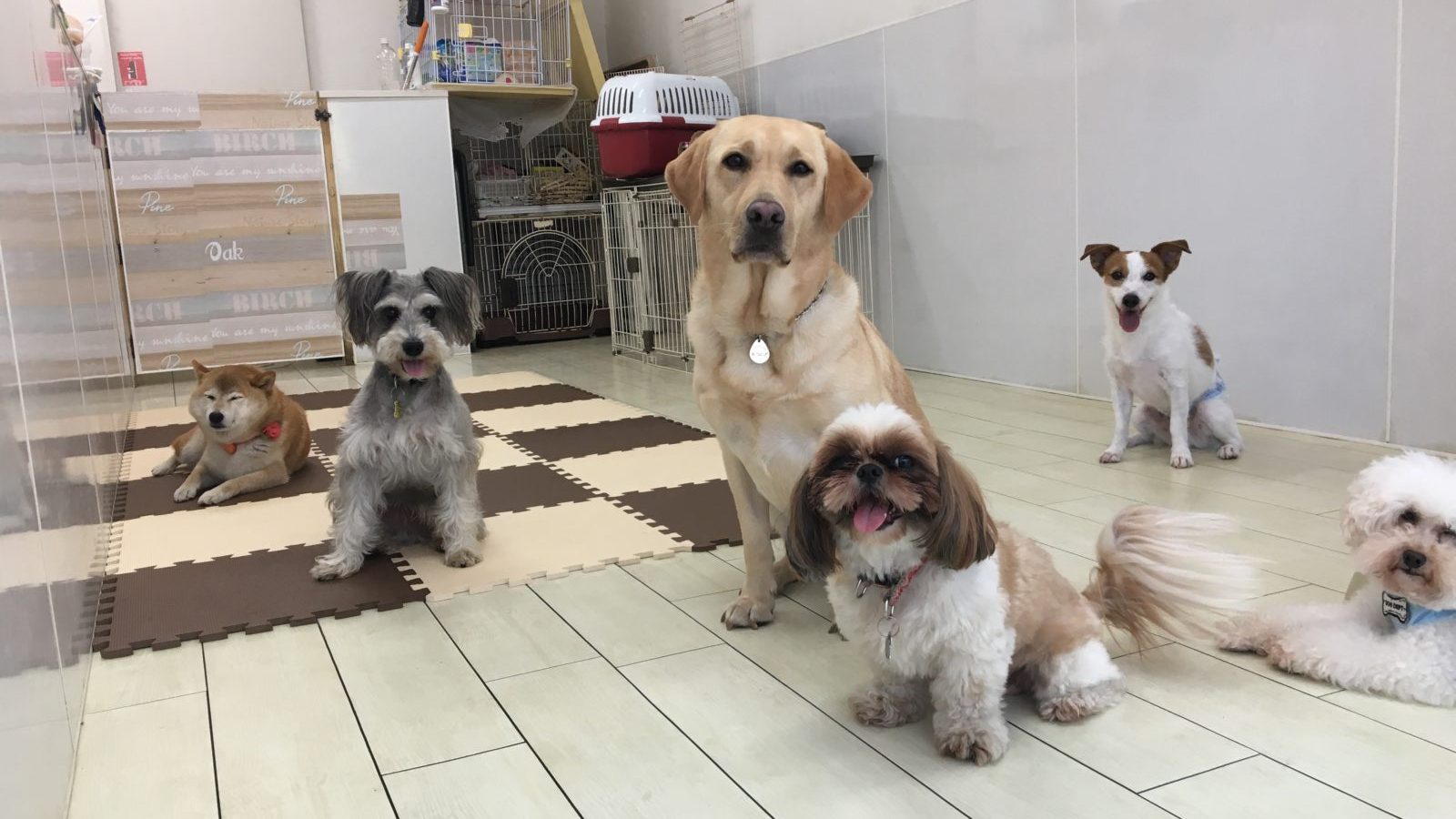 ココちゃんは、とても穏やか！ | 【犬の保育園】白楽店犬の保育園の木曜メンバーをご紹介！