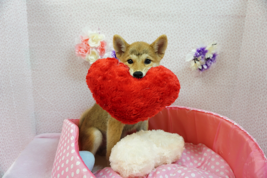 【大倉山店スタッフ募集！】あなたの動物愛をマルワン大倉山店で活かすチャンス！