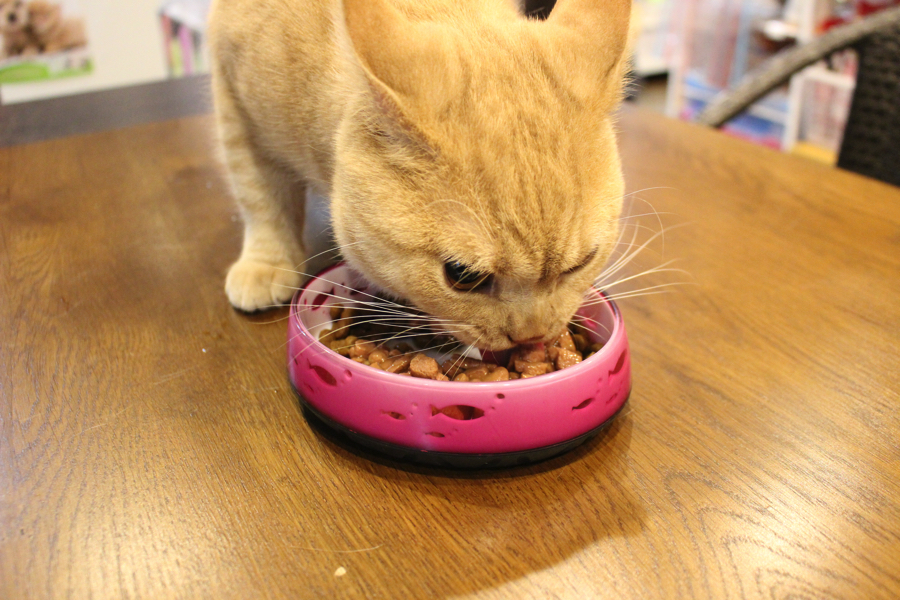 愛猫シエルの夕飯 - ￼【ギフト商品】９割以上の猫ちゃんがどれかを食べる！？プレゼントにも最適なキャットフード！：白楽店発