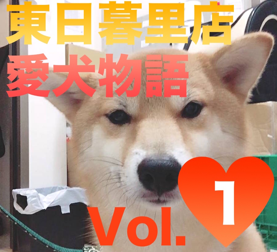 【愛犬物語】東日暮里店スタッフの愛犬物語Vol.1「お店のしばおから、川口家のしばおに」