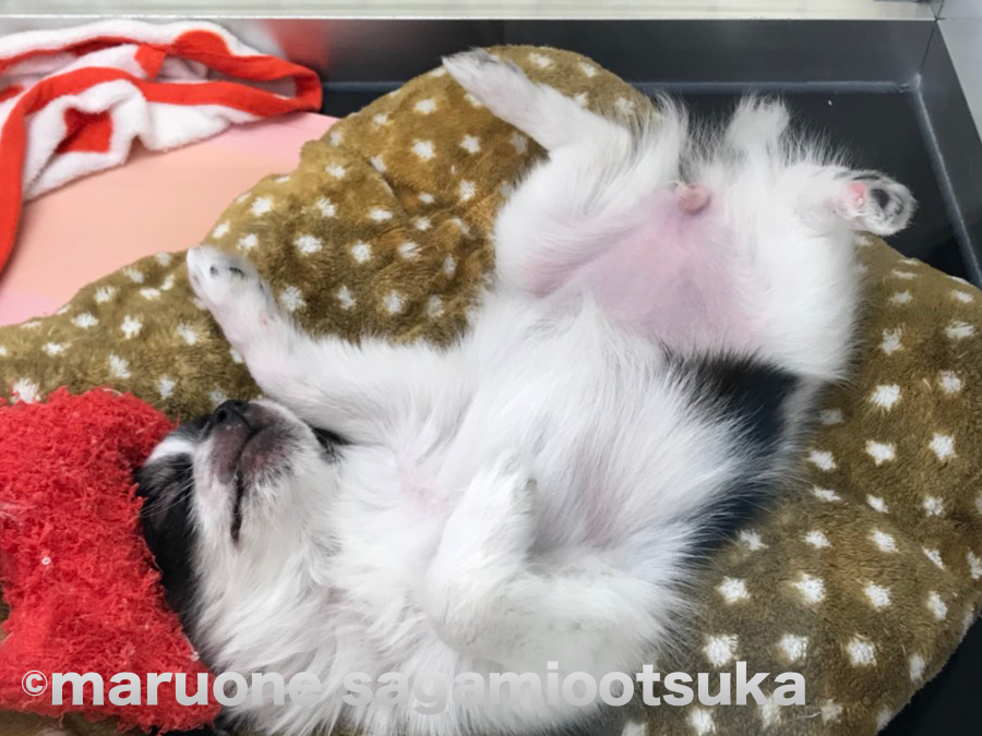 チワワちゃんはなんとも大胆な寝相です（笑） | パンダ柄のワンちゃんチーム - ペットショップ マルワン相模大塚 神奈川県大和市