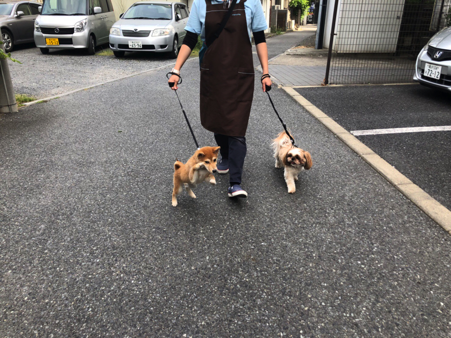 保育園の先輩達と一緒にお散歩 | 柴犬 （11552） - ペットショップ マルワン白楽 神奈川県横浜市