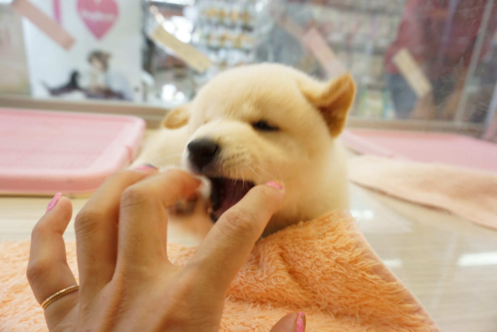 この可愛さに勝てない… | 白柴 柴犬 （6130734） - ペットショップ マルワン大倉山 神奈川県横浜市港北区