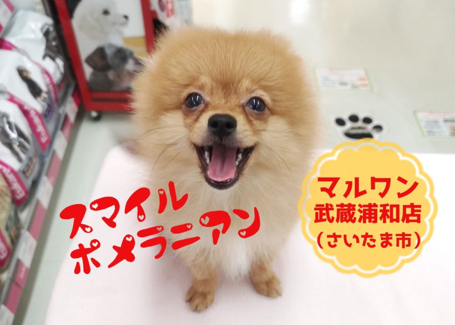 【 ポメラニアン 】成犬時予想体重2.5kgのスマイルポメくん！武蔵浦和店No.412716