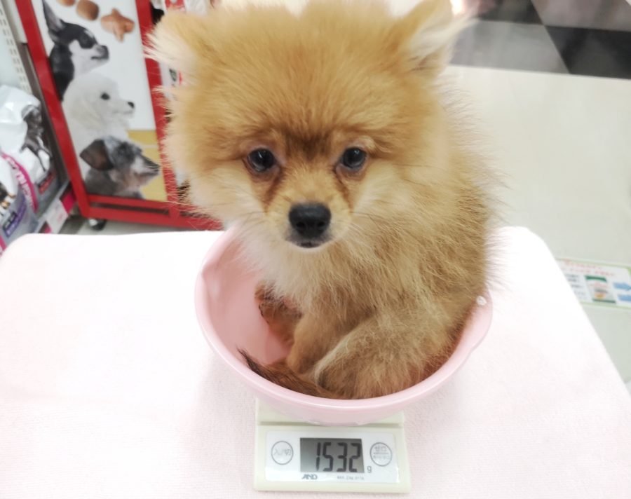 >成犬予想2.5kgの小さなボディ | ポメラニアン （412716） - ペットショップ マルワン武蔵浦和 埼玉県さいたま市