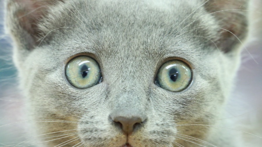 ブルーの瞳は子猫の証！変化するアイカラーにも注目！ | ロシアンブルー （119132） - ペットショップ マルワン梅島 東京都足立区