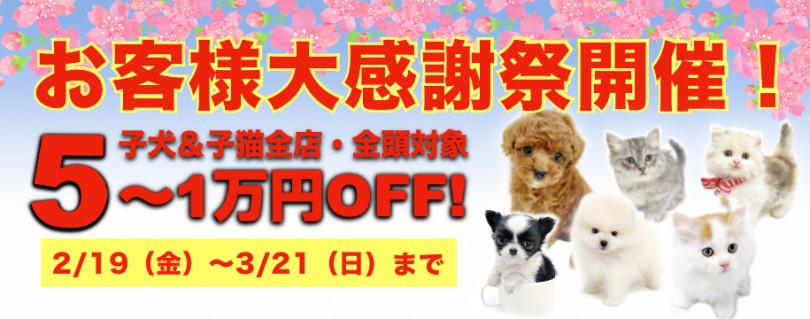【お客様大感謝祭開催！】子犬＆子猫がスペシャルプライス！5〜1万円OFF！