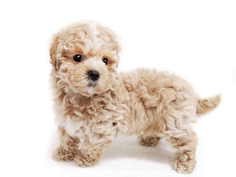 その1 世界に一匹だけのオリジナル犬 - MIX犬が人気の理由3選！ | MIX犬 マルプー （119269） - 梅島店