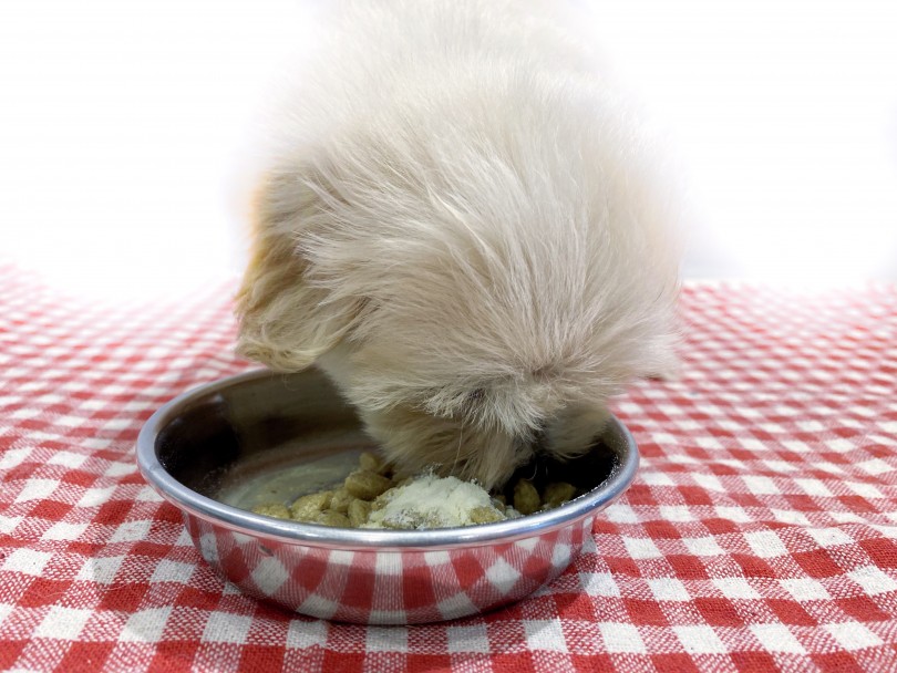 粉ミルクがたっぷりトッピングされているごはんをもぐもぐ食べるシープーちゃん！ | MIX犬 シープー （11837） - 横浜 白楽店