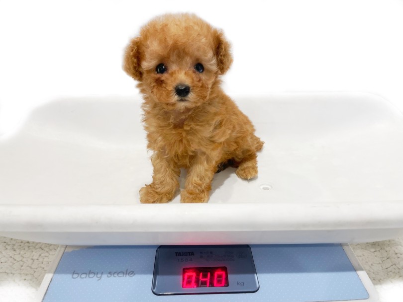 成犬時の体重は2kg未満になりそう | トイ・プードル （02-35） - 横浜 白楽店