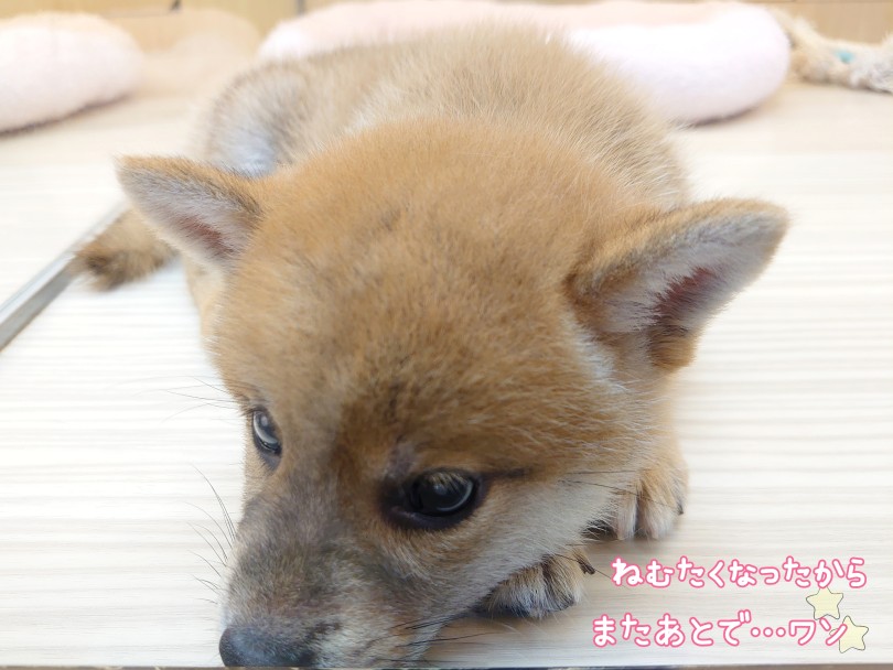 マイペースで気まぐれなツンデレ犬 | 柴犬 （04-64）- さいたま 武蔵浦和店