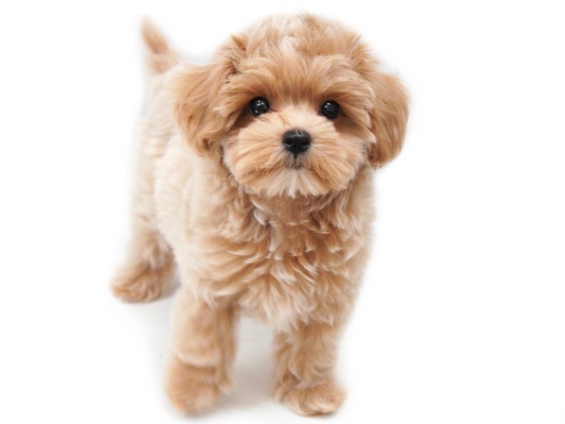 成犬時推定体重1.5~3.0㎏の小さめサイズ | MIX犬 プーマル （04-81） - さいたま 武蔵浦和店