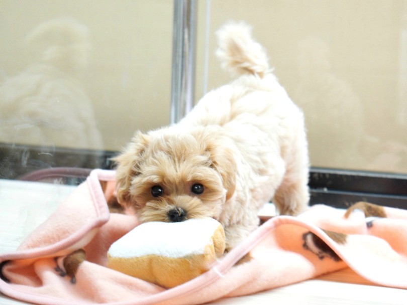人が大好きな甘えん坊さん | MIX犬 プーマル （04-81） - さいたま 武蔵浦和店