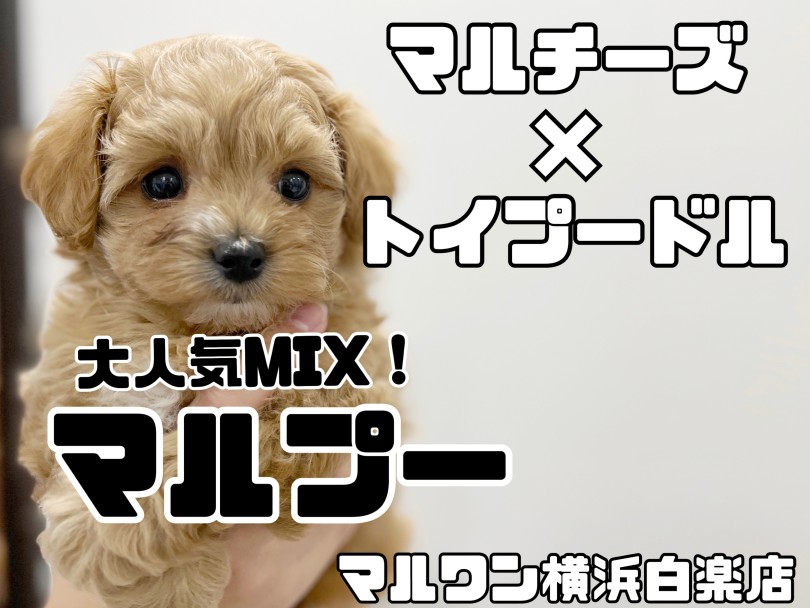 【 MIX 】大人気マルプー！ずんぐりむっくり体型がたまらないぬいぐるみ犬