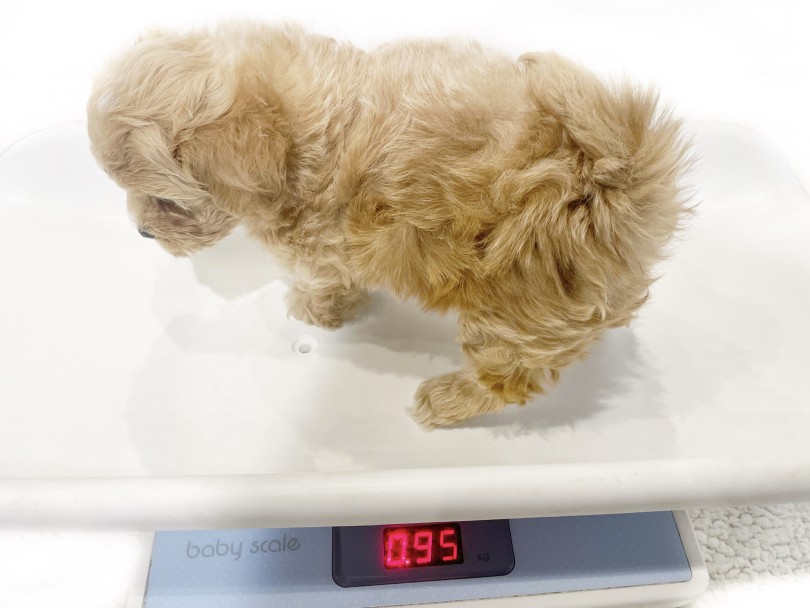 2024年1月7日時点での体重は950g | MIX犬 マルプー （02-59） - 横浜 白楽店