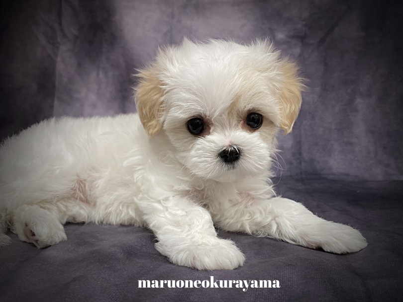 可愛らしいお顔の黄金比 | MIX犬 マルプー （06-144） - 横浜 大倉山店