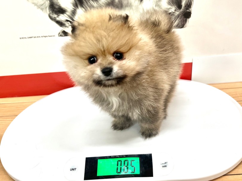 生後約2か月の体重は850g | ポメラニアン （18-298） - 横浜 元町店
