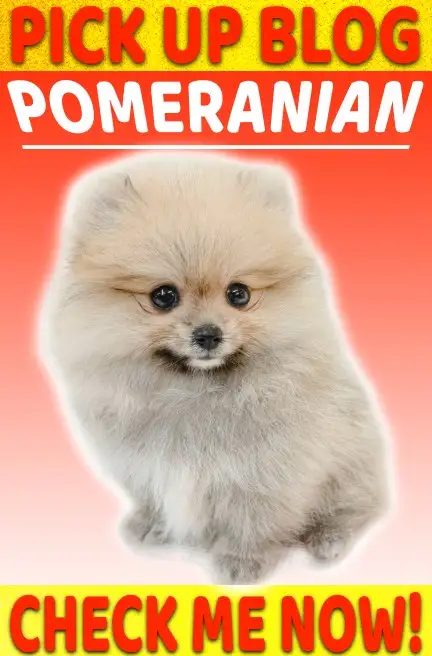 ポメラニアン