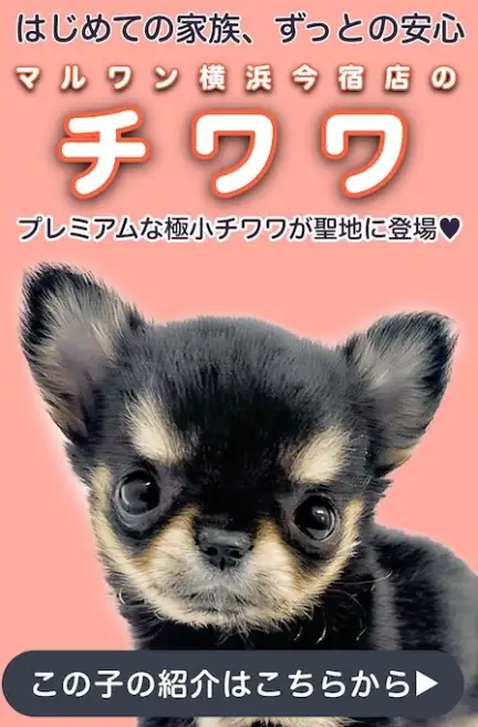 黒チワワスライド