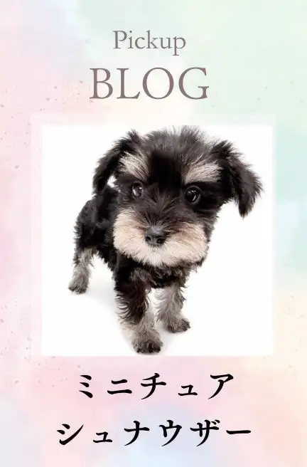 東川口店-blogーシュナウザー