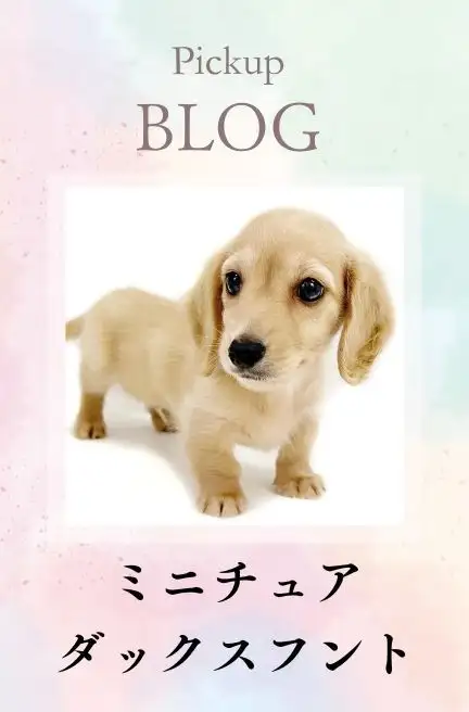 ミニチュアダックス