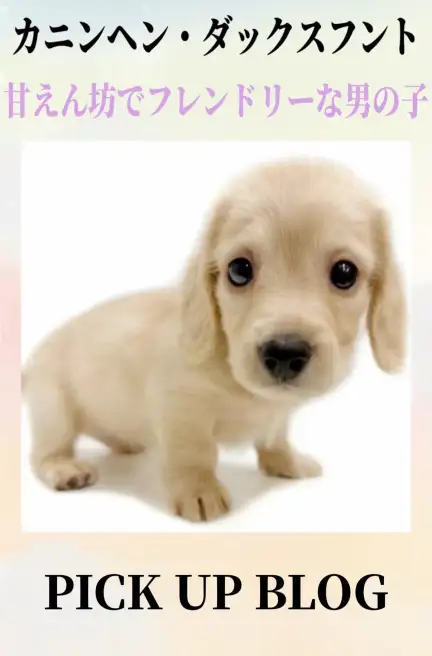 カニンヘン・ダックスフントブログ
