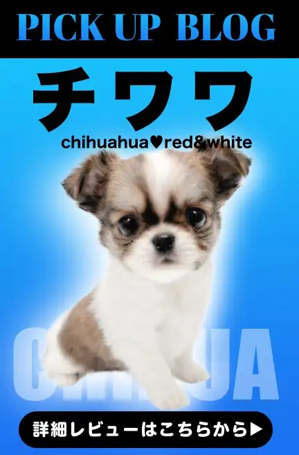 レビュー／チワワ