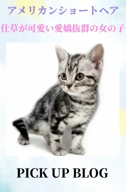 アメリカンショートヘアブログ