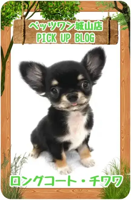 【 チワワ 】手のひらにちょこん!人懐っこさ抜群のちーちゃん登場