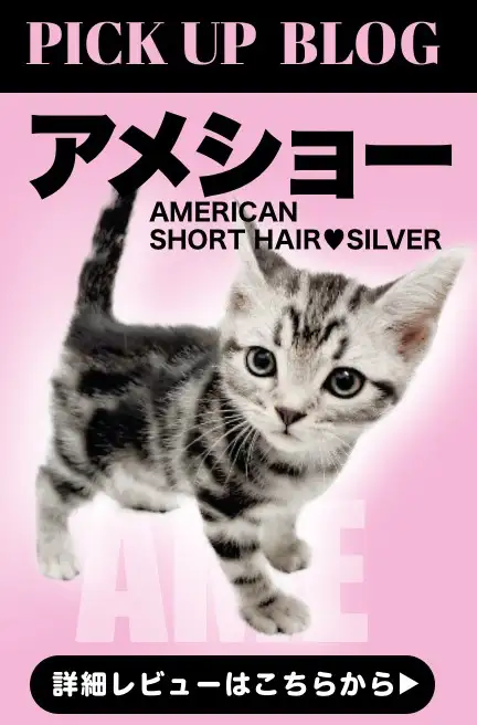 レビュー／アメショ