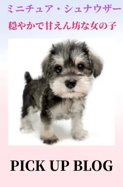 ミニチュア・シュナウザーブログ