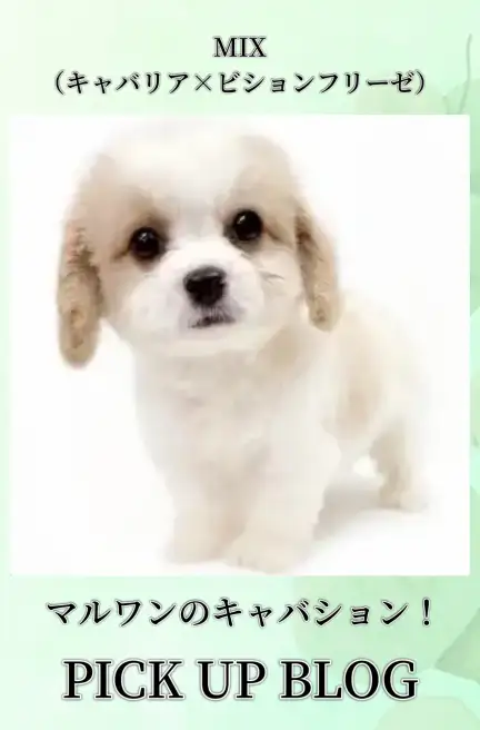MIX(キャバリア×ビション)ブログ