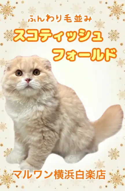 スコティッシュフォールド