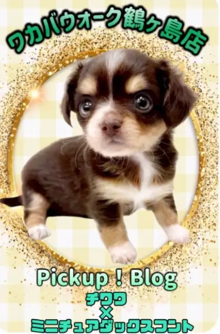 ワカバウォーク鶴ヶ島店 PICK UP BLOG CAT