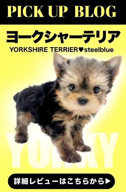 レビュー／ヨーキー