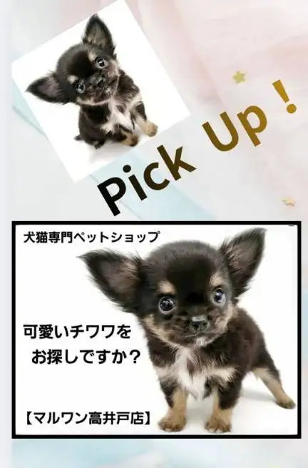 高井戸店‐チワワ