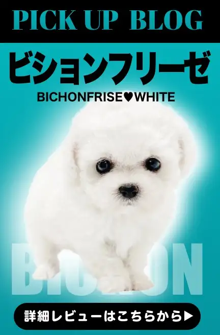 レビュー／ビション