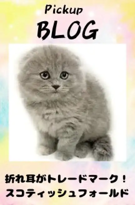 スコティッシュ