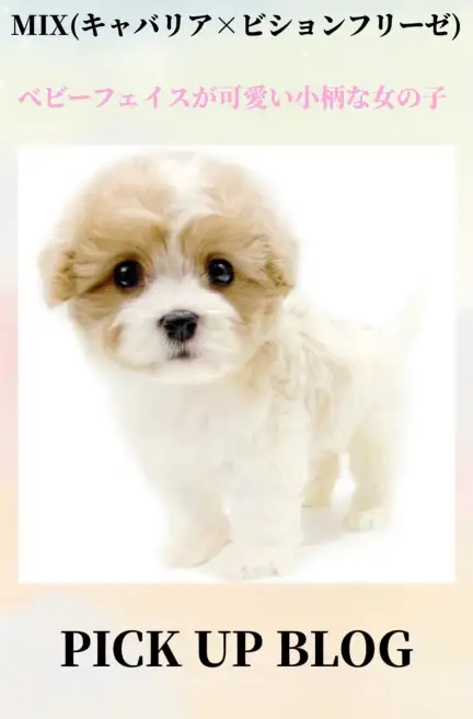 MIX(キャバリア×ビションフリーゼ)ブログ