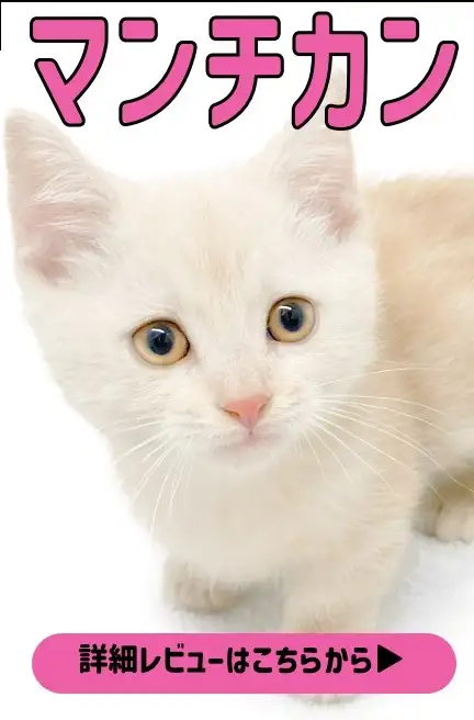 大倉山店ー猫のクレートトレーニング